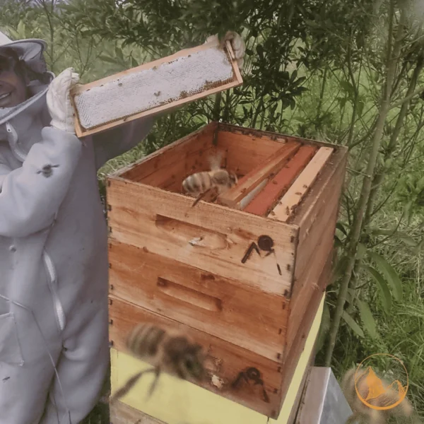 Close-up de um favo de mel sendo retirado da colmeia, com os alvéolos operculados e mel silvestre escorrendo, mostrando a pureza do produto Monte Dourado.